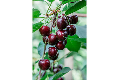 Image of Süsskirsche 'Regina' (Prunus avium 'Regina'), Topfgrösse Ø31cm bei JUMBO