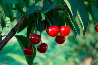 Image of Sauerkirsche 'Ungarische Traubige' (Prunus cerasus 'Ungarische Traubige'), Topfgrösse Ø31cm bei JUMBO