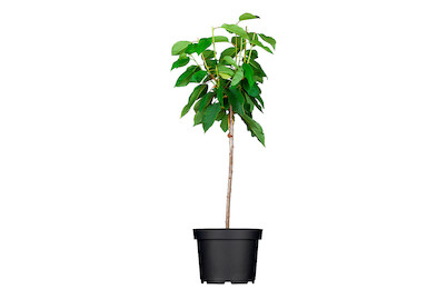 Image of Säulen-Süsskirsche 'Sylvia'® (Prunus avium 'Sylvia'®), Topfgrösse Ø22cm bei JUMBO