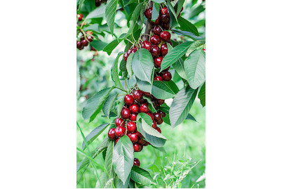 Image of Sauerkirsche 'Jachim'(s) (Prunus cerasus 'Jachim'(s)), Topfgrösse Ø22cm bei JUMBO
