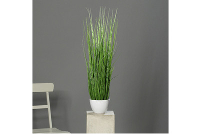 Image of California Beach Gras schmal im Topf bei JUMBO