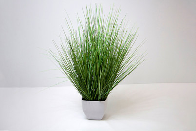 Image of California-Beach-Gras zersaust im Topf bei JUMBO