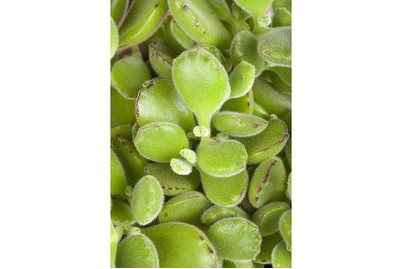 Image of Cotyledon, Topfgrösse Ø10.5cm (Cotyledon ladismithensis) bei JUMBO