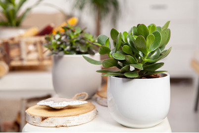 Image of Dickblatt, Topfgrösse Ø23cm (Crassula) bei JUMBO