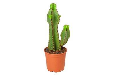 Image of Säulenkaktus, Topfgrösse Ø21cm (Euphorbia ingens) bei JUMBO