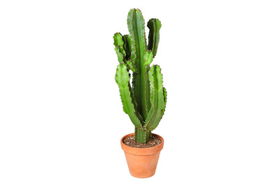 Image of Abessinische Wolfsmilch, Topfgrösse Ø27cm (Euphorbia abyssinica) bei JUMBO