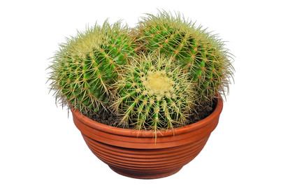 Image of Schwiegermuttersessel, Topfgrösse Ø30cm (Echinocactus grusonii) bei JUMBO