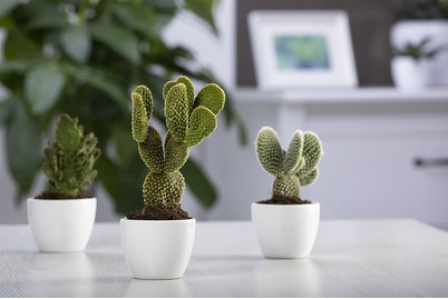 Image of Opuntie, Topfgrösse Ø10.5cm (Opuntia) bei JUMBO