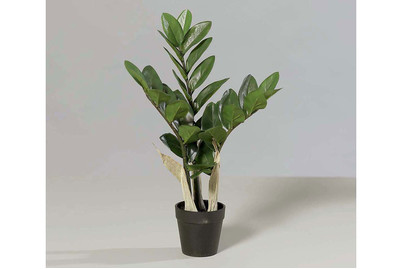 Image of Zamioculcas im Kunststofftopf bei JUMBO