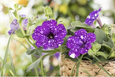 Image of Petunie 'NightSky'®(Petunia 'NightSky'®), Topfgrösse Ø14cm bei JUMBO