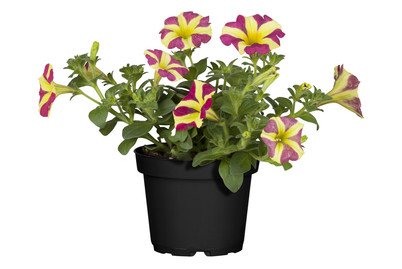 Image of Petunie 'Amore™'(Petunia 'Amore™'), Topfgrösse Ø14cm bei JUMBO