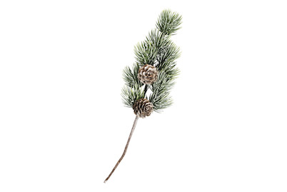 Image of Tannenzweig mit Zapfen, 24cm bei JUMBO