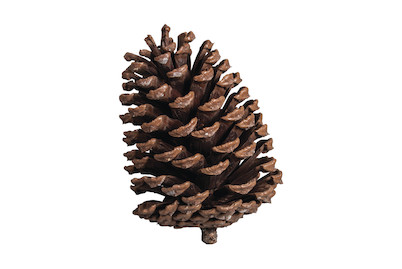 Image of Pinienzapfen, ca. 7x12cm, Set 3Stück bei JUMBO