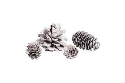 Image of Kiefern,Tannen,Lärchenzapfen, sortiert, 2,5-6cm, Set 25Stück bei JUMBO