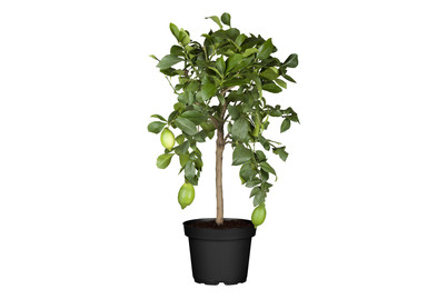 Image of Zitrone(Citrus limon, Stamm), Topfgrösse Ø18cm bei JUMBO