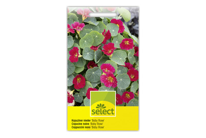 Image of Select Kapuziner Baby Rose bei JUMBO