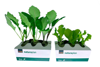 Image of Naturaplan Salat und Kabis Mix bei JUMBO