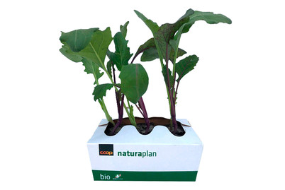 Image of Naturaplan Kabis und Kohlrabi Mix bei JUMBO