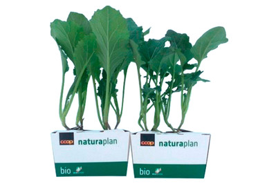 Image of Naturaplan Kabis Mix bei JUMBO
