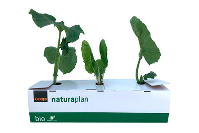 Image of Naturaplan Krautstiel, Zucchetti und Gurken Mix bei JUMBO