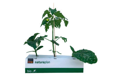 Image of Naturaplan Zucchetti,Gurken und Tomaten Mix bei JUMBO