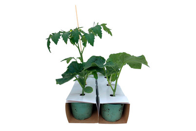 Image of Naturaplan Zucchetti,Gurken, Krautstiel und Tomaten Mix bei JUMBO