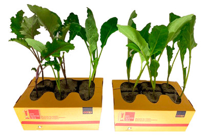 Image of ProSpecieRara Kohl Mix bei JUMBO