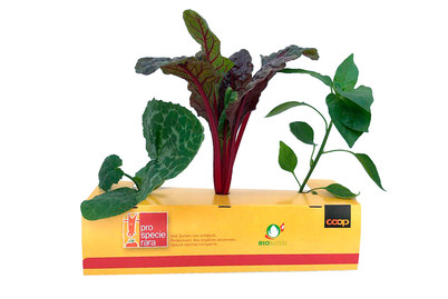 Image of ProSpecieRara Zucchetti Krautstiel und Paprika Mix bei JUMBO