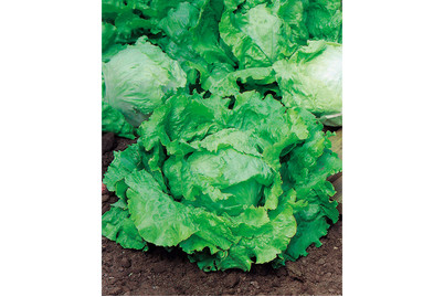 Image of Naturaplan Gemüse und Salat Mix bei JUMBO