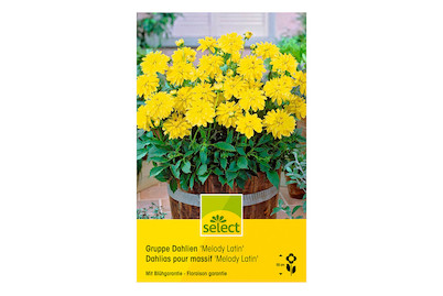Image of select Gruppen-Dahlie Melody Latin gelb bei JUMBO
