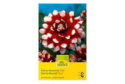 Image of select Dahlien Decorative Duet bei JUMBO