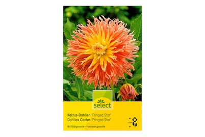 Image of select Kaktus-Dahlie Fringed Star rosa gelb bei JUMBO