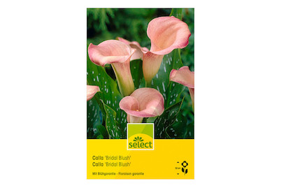 Image of select Calla Bridal Brush rosa bei JUMBO