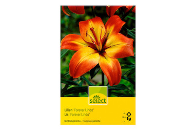 Image of select Trompetenlilien Forever Linda rot und gelb bei JUMBO