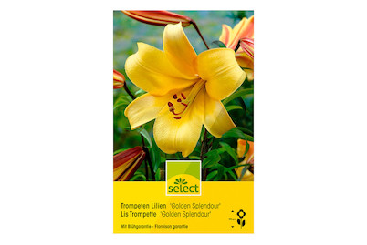 Image of select Trompetenlilien Golden Splendour gelb bei JUMBO