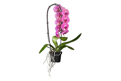 Image of Schmetterlingsorchidee 'Cascade', Topfgrösse Ø12cm (Phalaenopsis 'Cascade') bei JUMBO