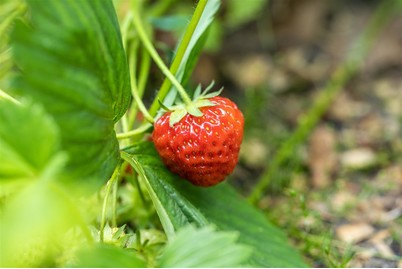 Image of Geschmacks-Erdbeere 'Renaissance' (Fragaria x ananassa 'Renaissance'), Topfgrösse Ø12cm bei JUMBO