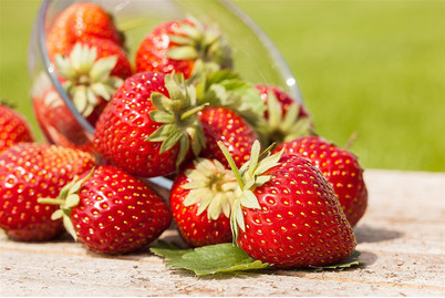 Image of Erdbeere 'Merci® Summer Breeze' (Fragaria x ananassa 'Merci® Summer Breeze'), Topfgrösse Ø 13cm bei JUMBO
