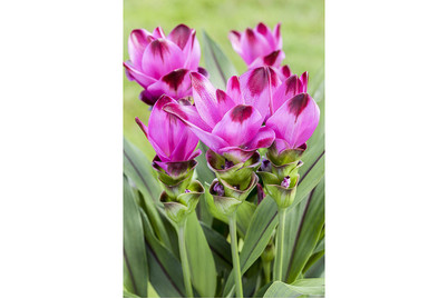 Image of Safranwurz , Topfgrösse Ø14cm (Curcuma alismatifolia) bei JUMBO