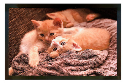 Image of Hamat Türvorlage Image Cats 60 x 40 cm