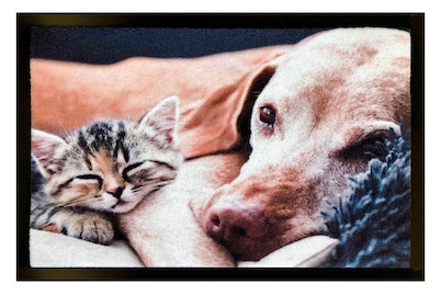 Image of Mondial Türvorlage Image Kitten 60 x 40 cm bei JUMBO