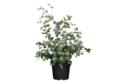 Image of Echter Eukalyptus(Eucalyptus gunnii), Topfgrösse Ø14cm bei JUMBO