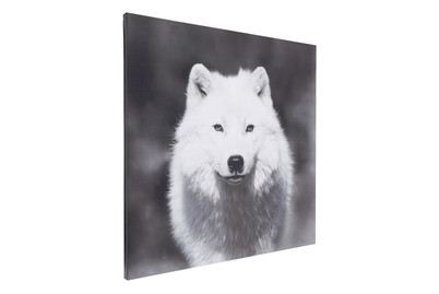 Image of Leinwandbild Canvas White Wolf