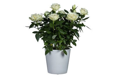 Image of Topfrose, Topfgrösse Ø12cm (Topfrose) bei JUMBO