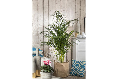 Image of Zimmerpalme, Topfgrösse Ø19cm (Palmen, Indoor) bei JUMBO