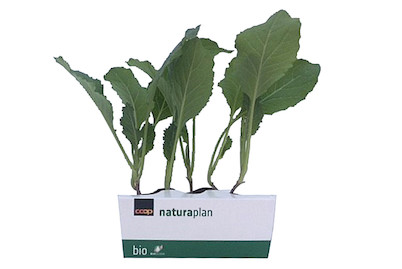 Image of Naturaplan Blumenkohl Broccoli bei JUMBO