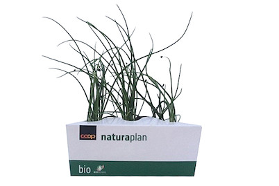 Image of Naturaplan Sellerie Bundzwiebel bei JUMBO