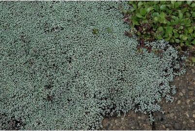 Image of Silberkissen (Raoulia australis), Topfgrösse Ø11cm bei JUMBO