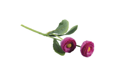 Image of Massliebchen Pick, 23cm, 2 Blüten bei JUMBO