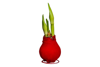 Image of Ritterstern, Topfgrösse Ø0cm (Hippeastrum) bei JUMBO